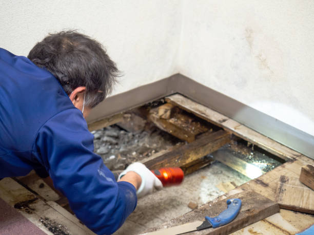 Best Local Mold Removal Service  in Groton, SD