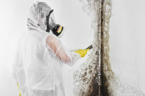 Best Professional Mold Removal  in Groton, SD