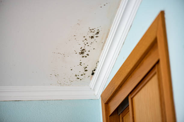 Best Mold Testing  in Groton, SD