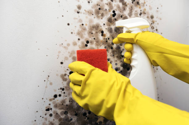 Best Affordable Mold Removal  in Groton, SD